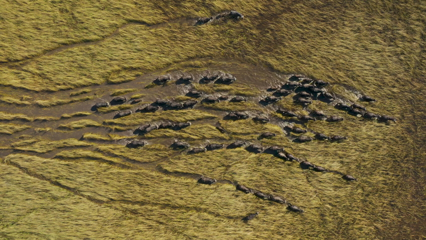 Spectacular straight down aerial view of a herd of Cape Buffalo running through the water of the beautiful scenic Okavango Delta  | Shutterstock HD Video #1074203828