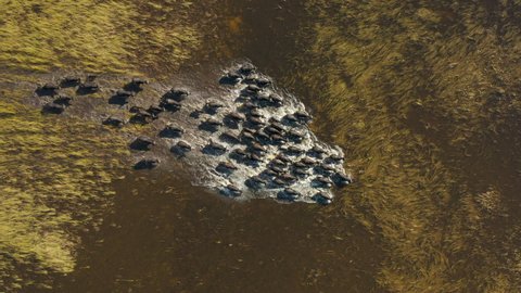 Spectacular straight down aerial view of a herd of Cape Buffalo running through the water of the beautiful scenic Okavango Delta 