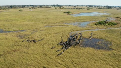 Spectacular aerial panning view of a herd of Cape Buffalo running through the water of the beautiful scenic Okavango Delta 
