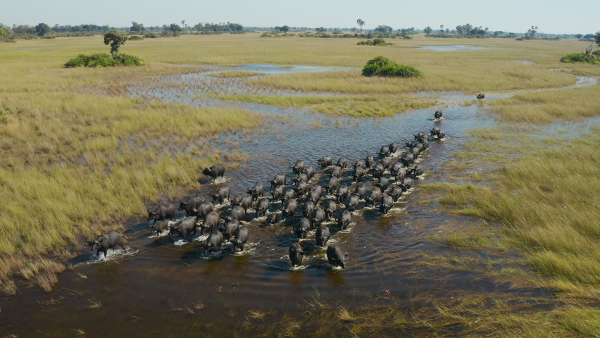 Spectacular aerial close-up view of a herd of Cape Buffalo running through the water of the beautiful scenic Okavango Delta  Royalty-Free Stock Footage #1074203867