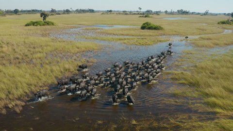 Spectacular aerial close-up view of a herd of Cape Buffalo running through the water of the beautiful scenic Okavango Delta 