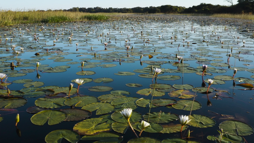 Aerial close-up fly over view of a large patch of beautiful water lilies on the waterways of the Okavango Delta Royalty-Free Stock Footage #1074203906