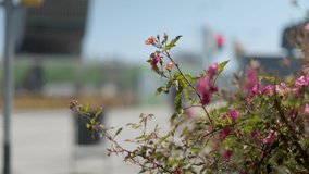 Flowers and shrubs in the foreground with the city of barcelona in soft focus in the background pedestrians, 