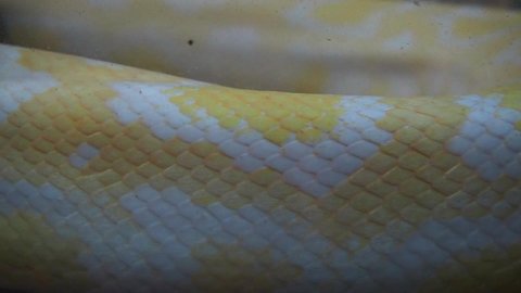 The albino royal yellow python changes skin. The Pythonidae is a family of non-venomous snakes. Python floats in water. The snake is molting. Fresh new skin.