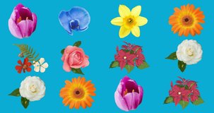 Animation of flowers moving in hypnotic motion on blue background. colour, nature, pattern and movement concept digitally generated video.