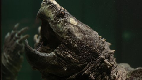 Alligator Snapping Turtle with wide open mouth underwater. snapping turtle in the aquarium