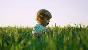 Curly haired baby boy standing in fresh green wheat field and gently touches blade of grass. Lovely toddler child explores plants, nature in spring. Childhood, future, agriculture, ecology concept.