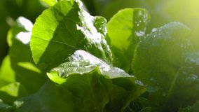 Fresh green lettuce (Lactuca sativa) in the garden in the spring rain. Slow-motion video nature close up water drops background. Concept of raw vegetarian salad food, healthy lifestyle, and gardening