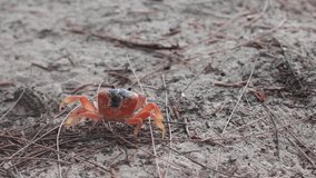 Video of a small red crab, or Gercarcinus, walking and turning around on sand in Carlisle Bay, Barbados. Carapace is orange, black, yellow. Soft-focus bokeh, closeup, twigs.