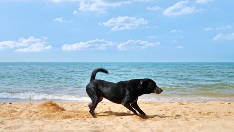 4k insert footage ; creation territory of black male dog on the sea beach coast on a board daylight. animal concept on movement scene.