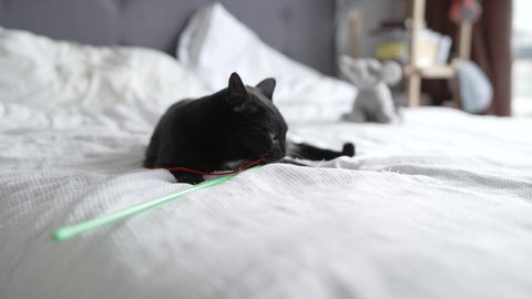 Black cat chews on toy on bed (slow motion)