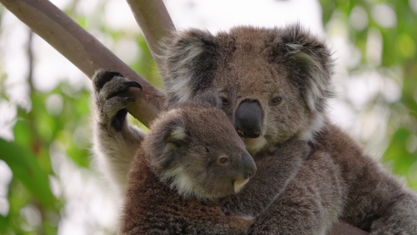 Baby koala and mother koala cuddling in a gum tree in south-east Australia - 60P. Royalty-Free Stock Footage #1074224399
