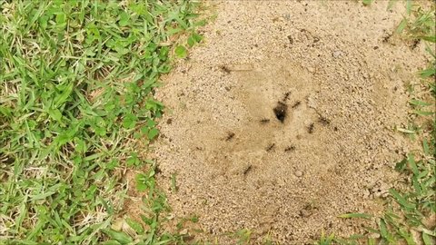 The black ants walked in and out of the holes in the ground