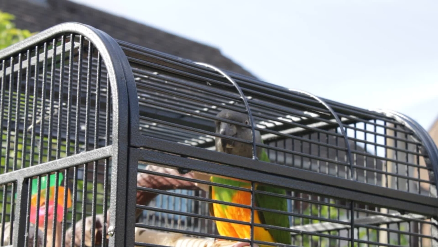 Senegal parrot in a cage outside getting some fresh air. Impact on wildlife due to the pet trade concept