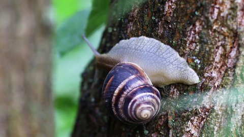 Edible snails or escargot. Big snail on a tree in the garden. The snail glides over the wet wood texture.
