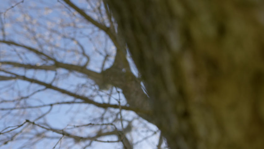 Low angle shot revealing a young woman laying on a tree branch posing in the sunshine.