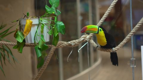 Beautiful bright colored Toucan bird behind window glass at mall zoo retail pet shop playing with and tossing around potted plant on rope, then twisting head and looking at camera. In 4k slow motion.