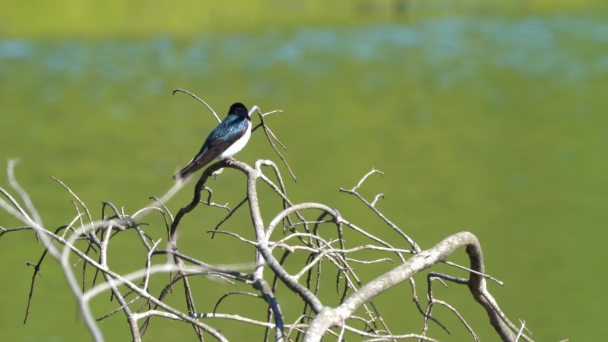 A tree swallow sitting on a dead tree stump.