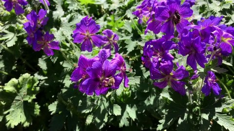 Bees collecting nectar from Purple Cranesbill (Geranium x magnificum) in Public Park Hasenheide in Berlin in the summer sun. Slow Motion. 