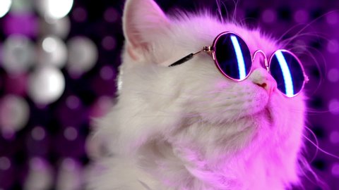 Portrait of white furry cat in fashion eyeglasses. Studio neon light footage. Luxurious domestic kitty in glasses poses on violet background.