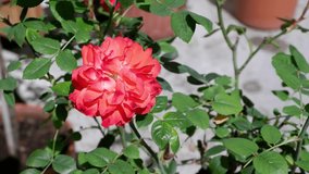 A beautiful red rose moves from the wind on a blurred background.