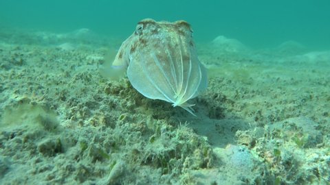 Pharaoh Cottlefish. Mollusks, type of Mollusk. Head-footed mollusks. Cuttlefish detachment. Pharaoh cuttlefish.