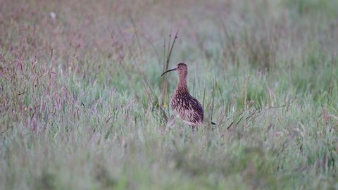 Curlew standing in the meadow and calling, spring, (numenius arquata), germany