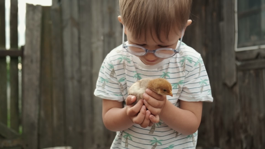 Chick fly away from child hands in the backyard of farm