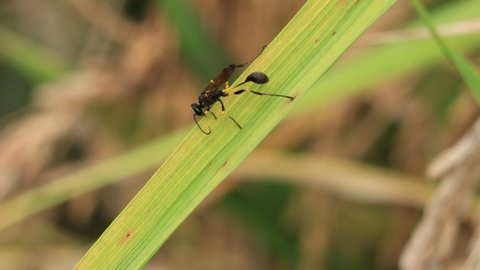 a black wasp with a slender yellow belly that is tossing and turning on yellow rice leaves on a blurred background