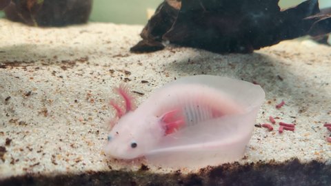 white specimen of axolotl that feeds in the home aquarium