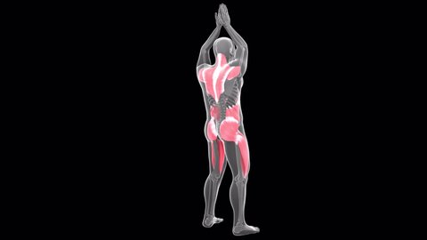 This 3d animation shows an xray man performing overhead squat