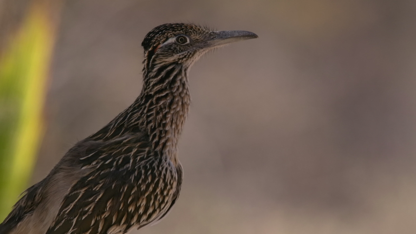 Greater Roadrunner Bird Looking Around Face Bill Closeup