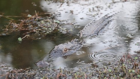 Close up hungry alligator is a crocodile in the genus Alligator of the family Alligatoridae half submerged in a river for hunting in heavy rain, the Caiman crocodile. Slow motion 4k