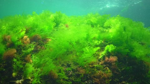 Mediterranean mussel (Mytilus galloprovincialis) and green algae on the seabed in the Black Sea, Ukraine