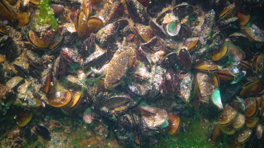 Jaguar round crab (Xantho poressa). Fauna of the Black Sea