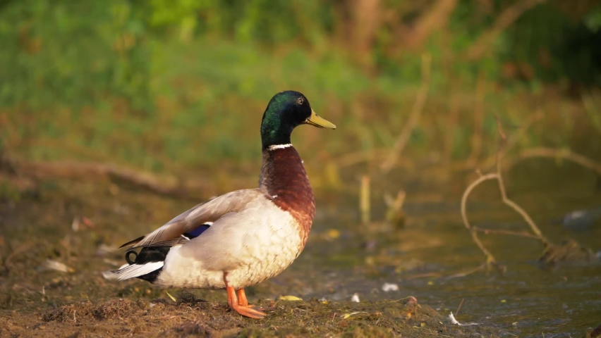 Mallard duck stands by the water edge medium slow motion shot