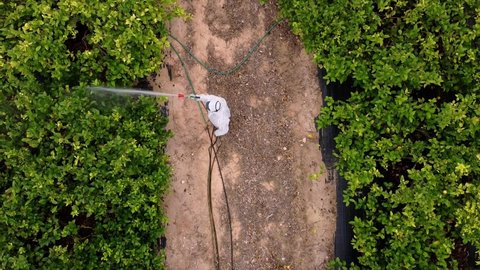 spray pesticide, pest, pests aerial drone  spray fumigation Industrial chemical agriculture. Man spraying pesticides, pesticide, insecticides on fruit lemon growing plantation. Man in mask fumigating.