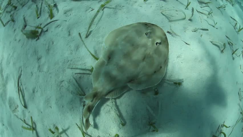 A Lesser electric ray (Narcine bancroftii) swims over a sand and seagrass seafloor in Turneffe Atoll, Belize. This species can generate a strong electric discharge used for defense or to stun prey.