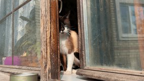 Siamese cat peeking out his house home through the wooden window, concept of guardian of the house, 4k video footage