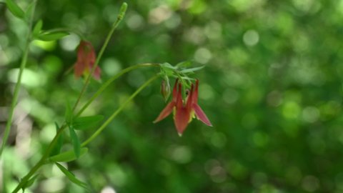 A wild light-red wild columbine flower is moving in the wind with an out of focus green background.  
