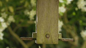 4K slow motion video clip of robin eating seeds, sunflower hearts, from a wooden bird feeder in a British garden during summer