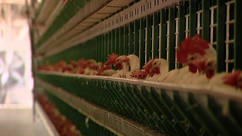 Chickens with Red Crest on Cages at Poultry Farm. Poultry Farm, Food Industry Concept, Chicken Egg Production. Close Up. 