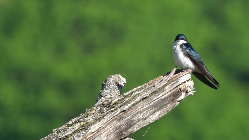 A tree swallow sitting on a dead tree stump.