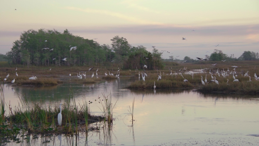 big cypress preserve landscape with flying birds at dawn