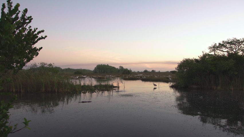 dawn at big cypress preserve landscape with alligator and great blue heron catching fish with birds in background