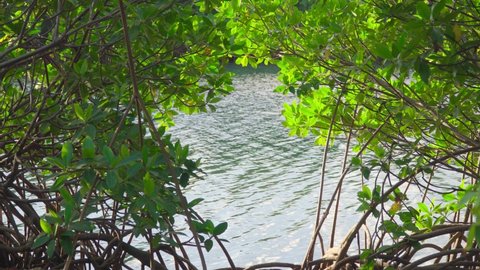 red mangrove branches with ocean water landscape at beach