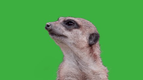 Close up portrait of sweet meerkat (Suricata Suricatta) in front of green screen