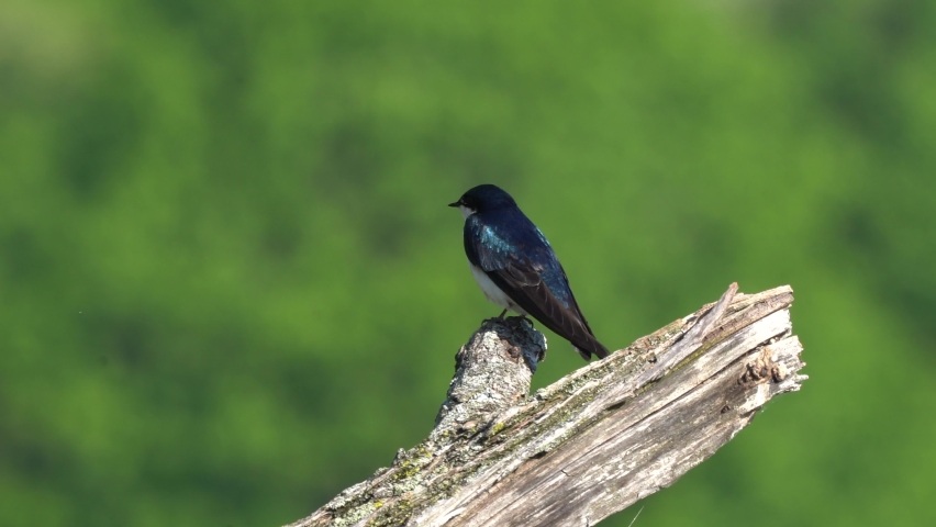 A tree swallow sitting on a dead tree stump.