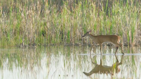 graceful white tailed deer walking along sawgrass marsh water habitat