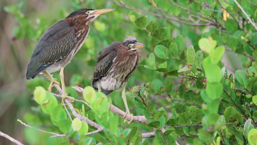 aggressive little green heron bird trio fightning on branch